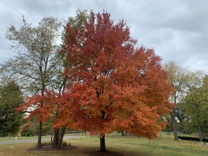 FallLandscape3 fall tree