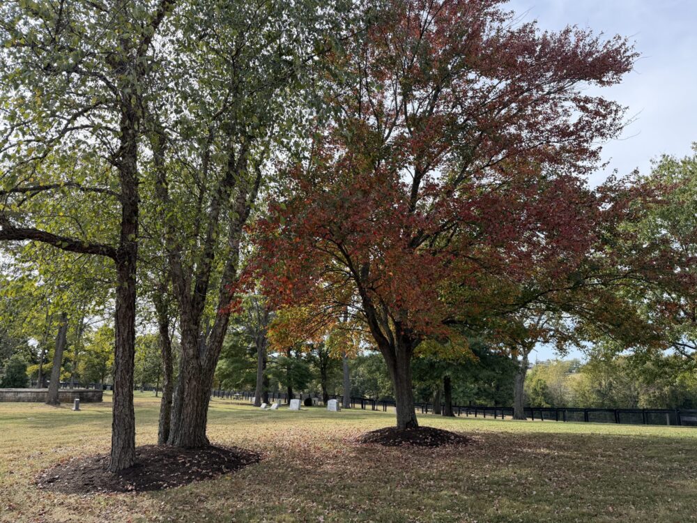 Fall Trees Picture of Fall Trees at Walnut Hill Church